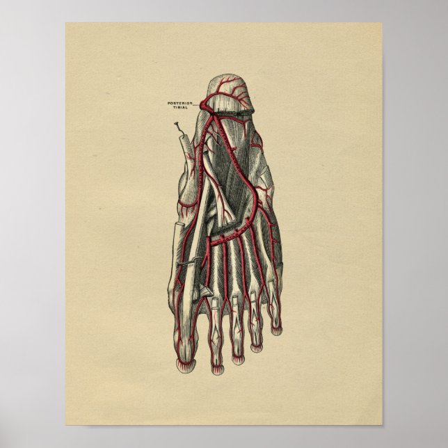 Impressão da Anatomia do Pé Humano 1902 (Frente)