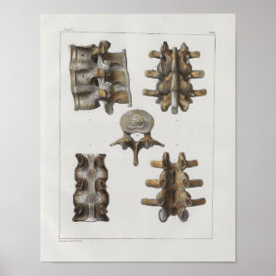 Impressão da anatomia do vintage da espinha 1867