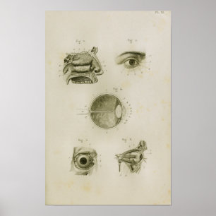 Impressão da anatomia do vintage da visão do olh
