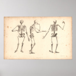Impressão da anatomia do vintage de 1833