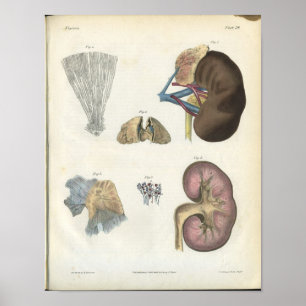 Impressão da anatomia do vintage do rim