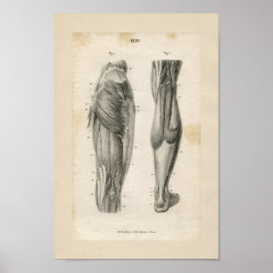 Impressão da anatomia do vintage dos músculos do