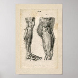 Impressão da anatomia do vintage dos músculos do