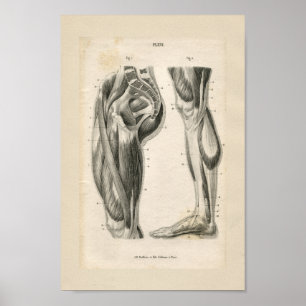 Impressão da anatomia do vintage dos músculos do