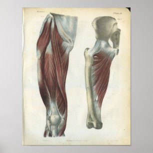 Impressão da anatomia dos músculos do pé & do