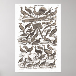 Impressão da antiguidade da espécie de Orthinolo