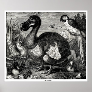 Impressão da antiguidade do Dodo