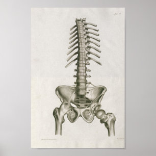 Impressão da arte da anatomia da espinha lombar d