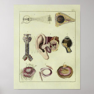 Impressão da arte da anatomia da orelha do olho d