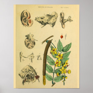 Impressão da arte da anatomia da planta medicinal