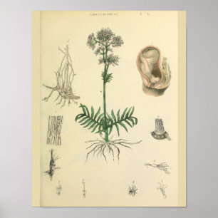 Impressão da arte da anatomia da planta medicinal