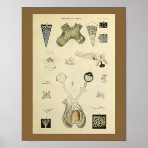 Impressão da arte da anatomia da visão do olho d