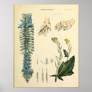 Impressão da arte da anatomia das veias da coluna