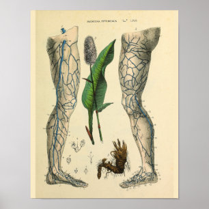 Impressão da arte da anatomia do vintage do pé d
