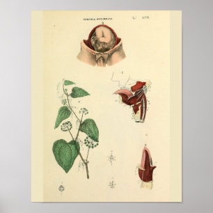 Impressão da arte da anatomia do vintage do úter
