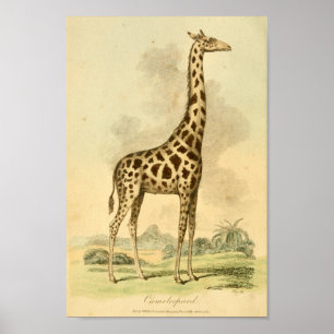 Impressão da arte da ilustração de cor do giraf