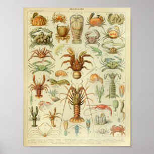 Impressão da arte da vida marinha da cor do