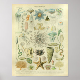 Impressão da arte da vida marinha das medusa da
