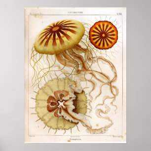Impressão da arte das medusa do oceano de Ernst