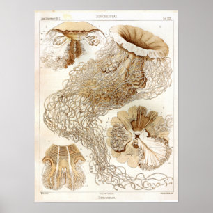 Impressão da arte das medusa do oceano de Ernst