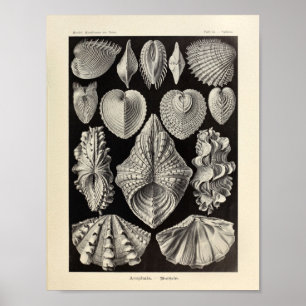 Impressão da arte de Acephala Ernst Haeckel do