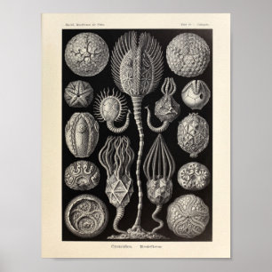 Impressão da arte de Cystoidea Ernst Haeckel do