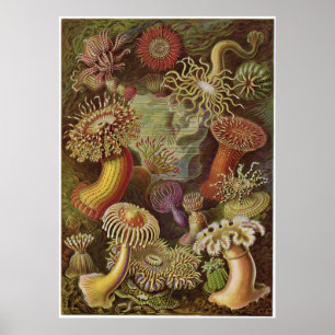 Impressão da arte de Ernst Haeckel: Actiniae