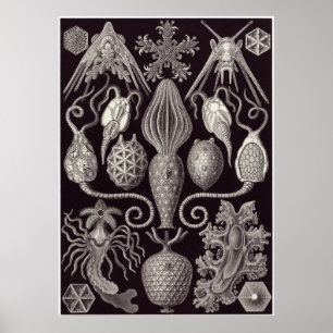 Impressão da arte de Ernst Haeckel: Amphoridea