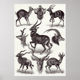 Impressão da arte de Ernst Haeckel: Antilopina