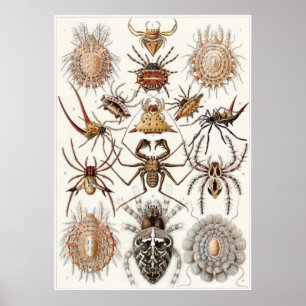 Impressão da arte de Ernst Haeckel: Aracnídeos