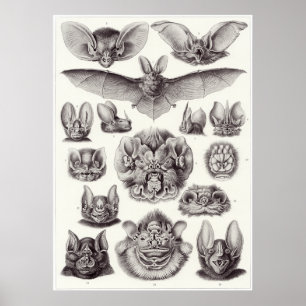 Impressão da arte de Ernst Haeckel: Chiroptera