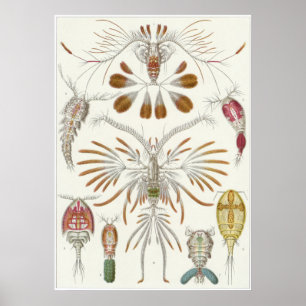 Impressão da arte de Ernst Haeckel: Copepoda