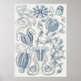 Impressão da arte de Ernst Haeckel: Ctenophorae