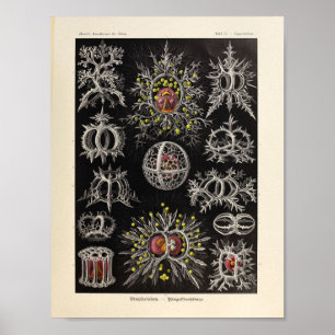 Impressão da arte de Ernst Haeckel da cor de