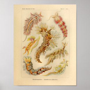 Impressão da arte de Ernst Haeckel da cor do