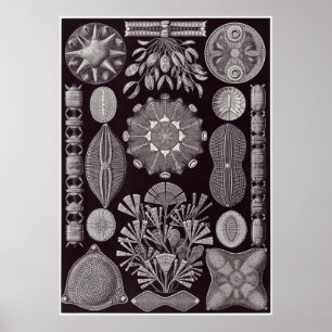Impressão da arte de Ernst Haeckel: Diatomea