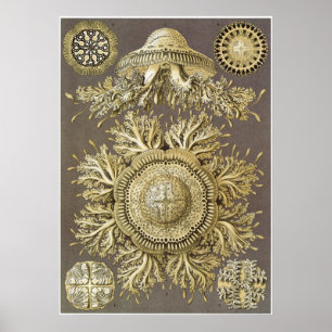 Impressão da arte de Ernst Haeckel: Discomedusae