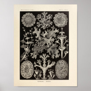 Impressão da arte de Ernst Haeckel do Lichenes do