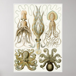 Impressão da arte de Ernst Haeckel: Gamochonia