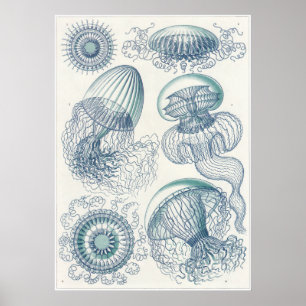 Impressão da arte de Ernst Haeckel: Leptomedusae