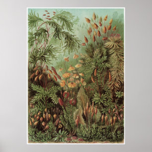 Impressão da arte de Ernst Haeckel: Muscinae