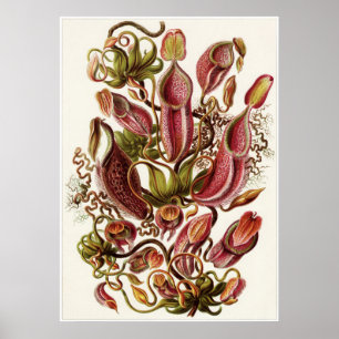 Impressão da arte de Ernst Haeckel: Nepenthaceae