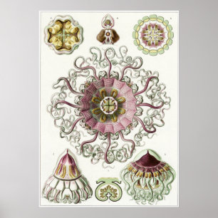 Impressão da arte de Ernst Haeckel: Peromedusae