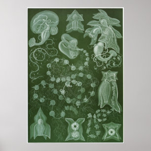 Impressão da arte de Ernst Haeckel: Siphonophorae