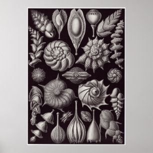 Impressão da arte de Ernst Haeckel: Thalamophora