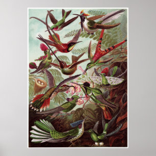 Impressão da arte de Ernst Haeckel: Trochilidae