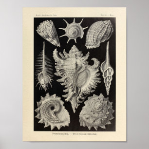Impressão da arte de Prosobranchia Ernst Haeckel
