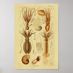 Impressão da arte do calamar do polvo da cor do