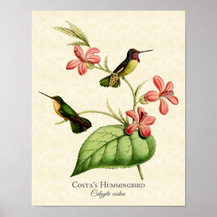 Impressão da arte do colibri da costela