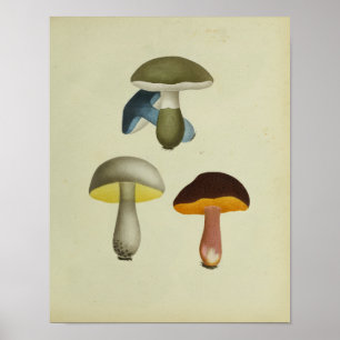 Impressão da arte dos cogumelos do azul do verde